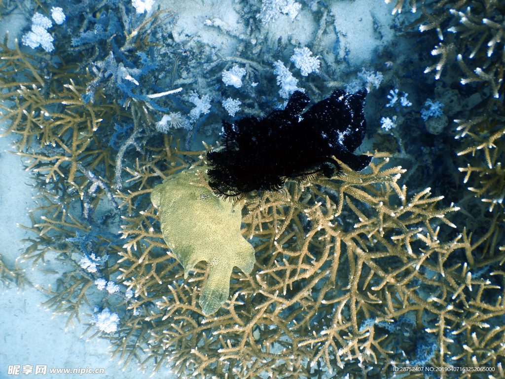 海底生物