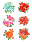 牡丹花