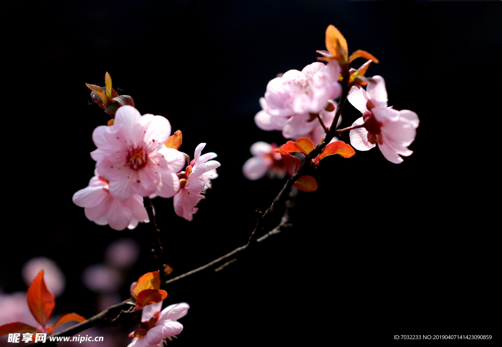 樱花