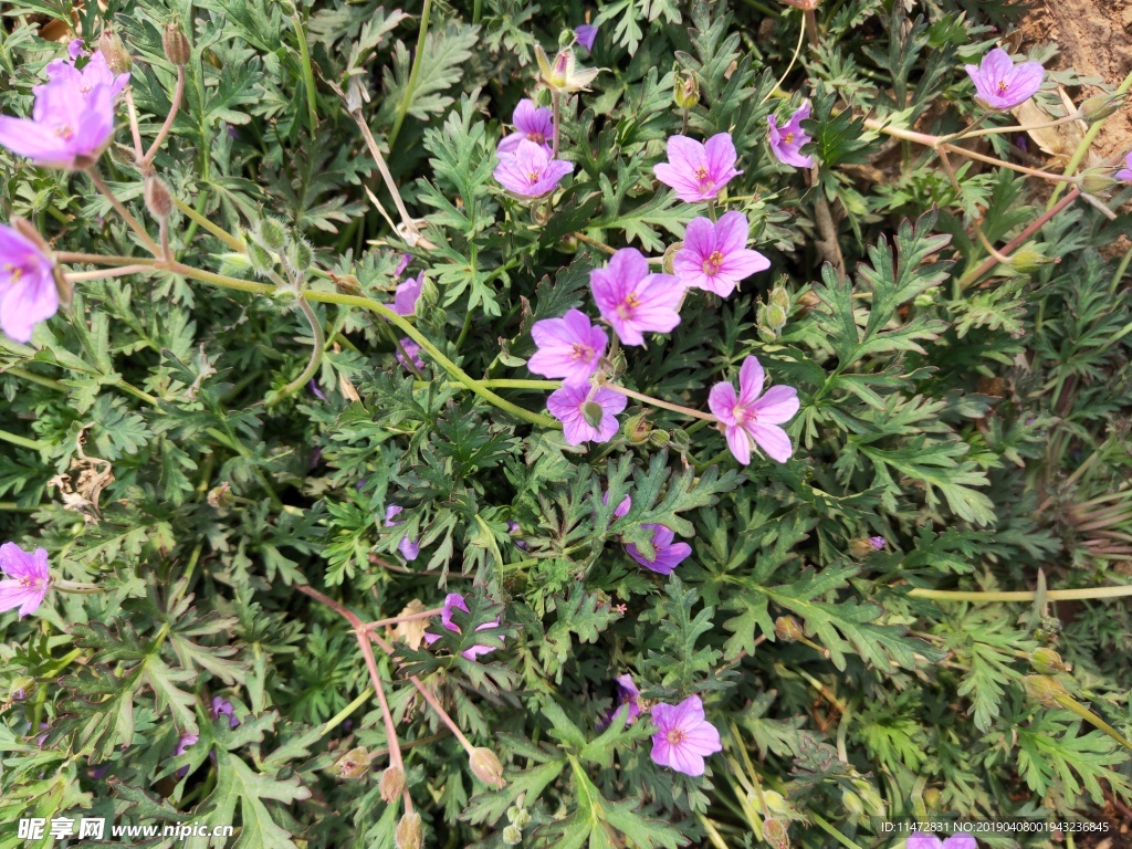 野花