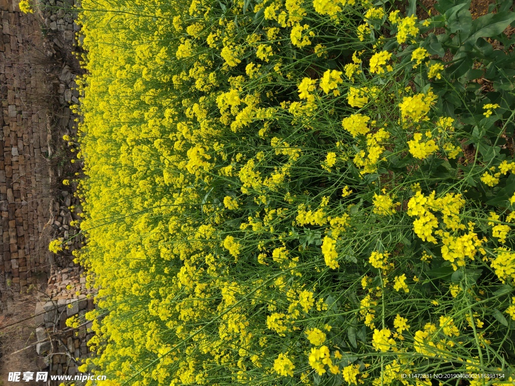 油菜花