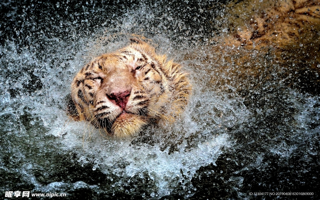 虎