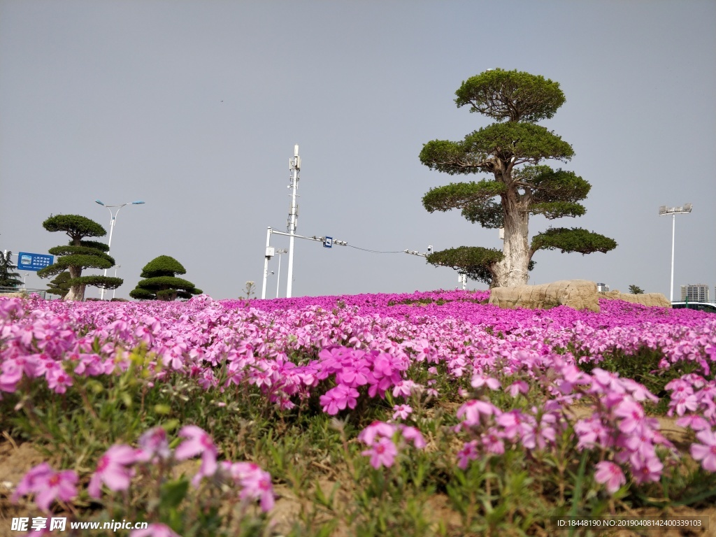 粉红色小花