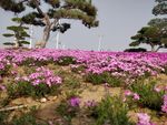 小花
