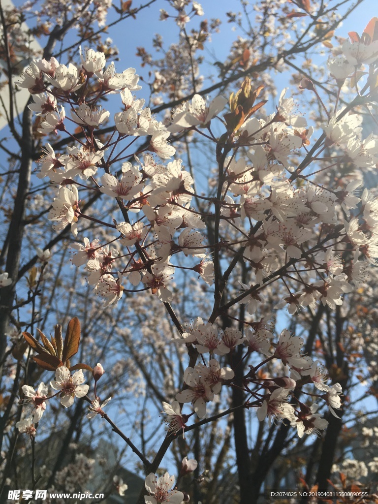 梨花