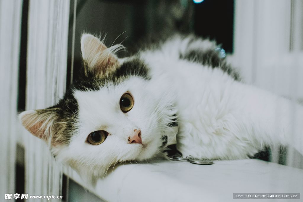 小猫