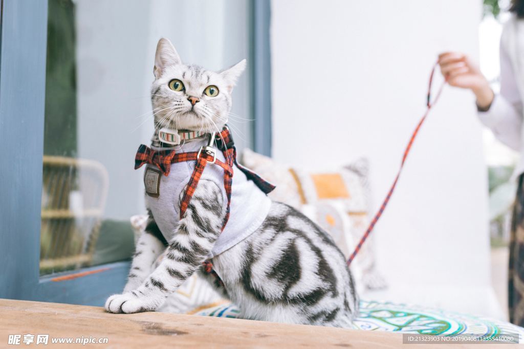 宠物猫