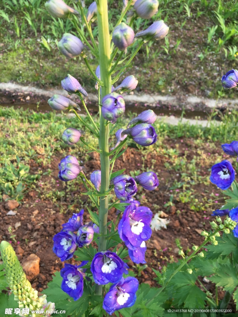 鲜花花朵花卉