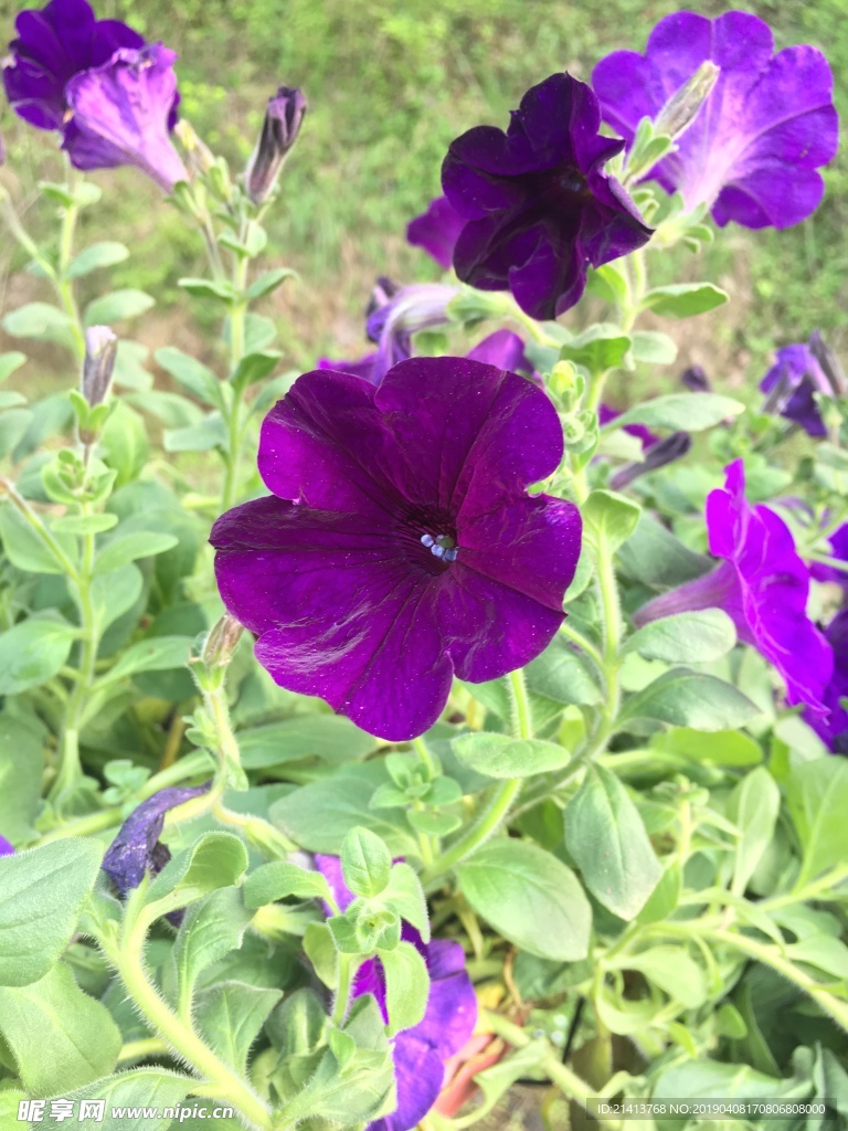 鲜花花朵花卉