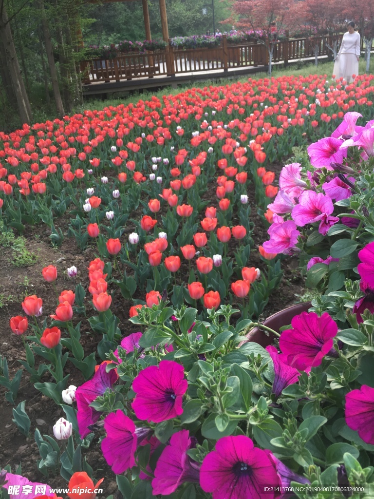 鲜花花朵花卉