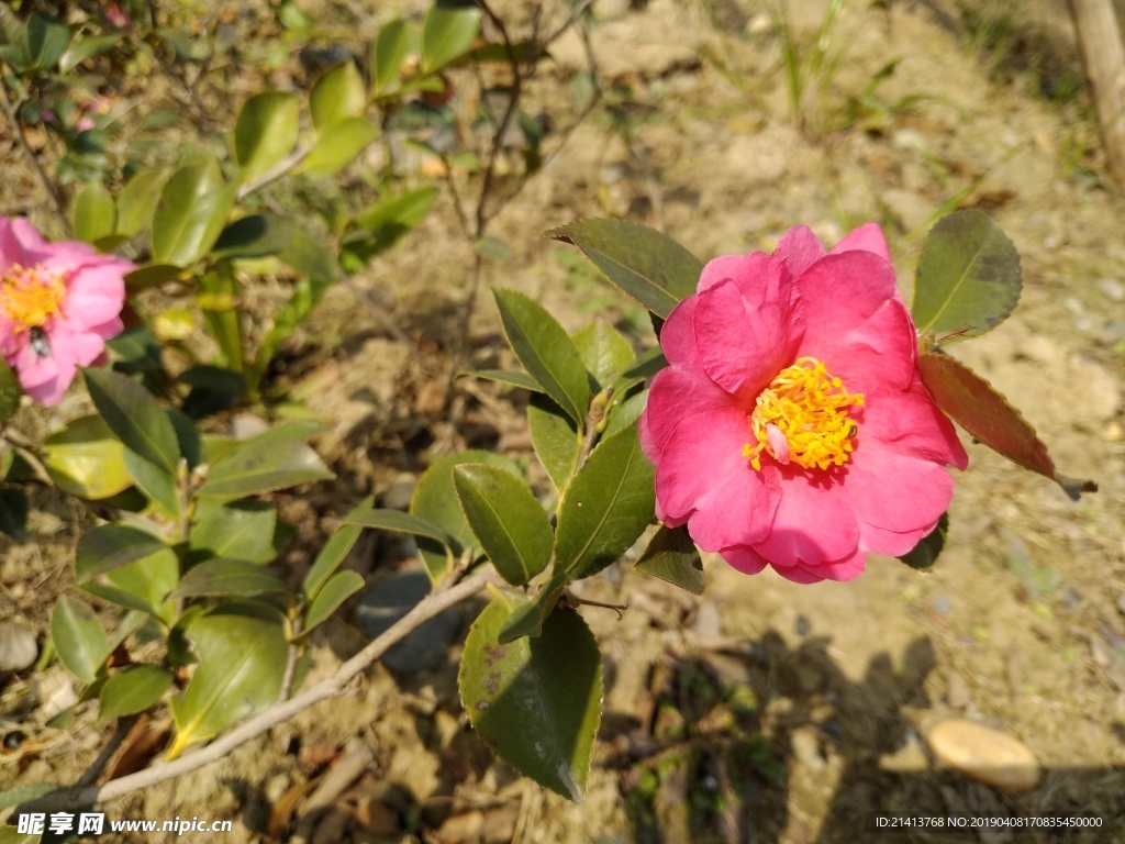 鲜花花朵花卉