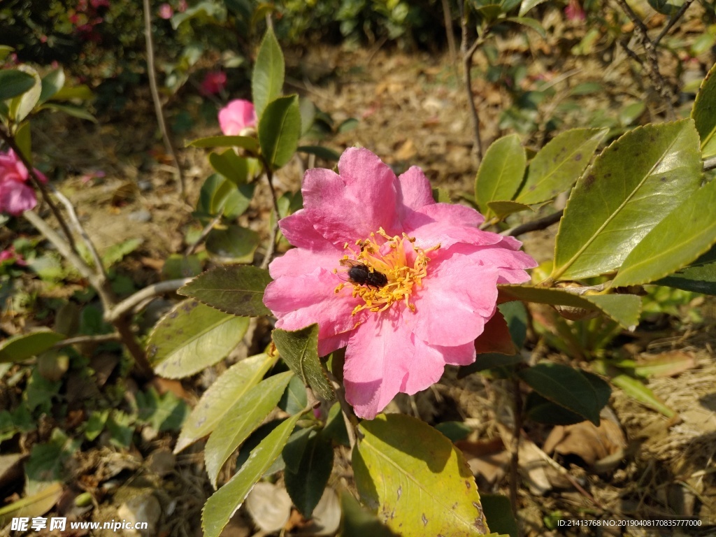 鲜花花朵花卉