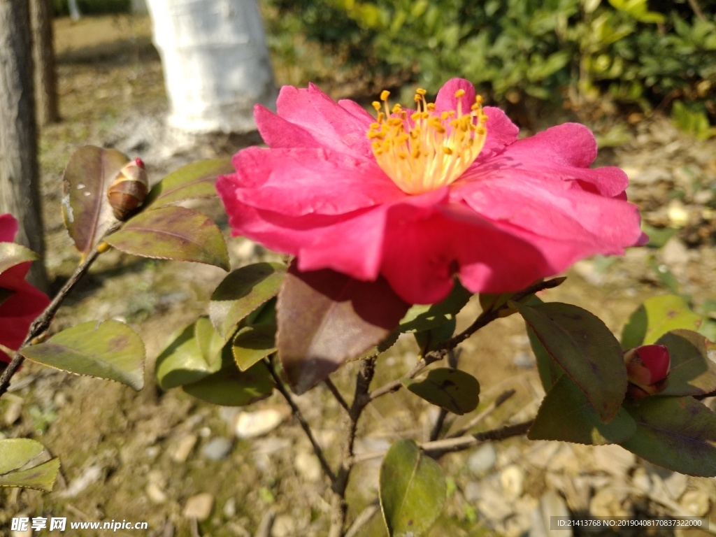 鲜花花朵花卉