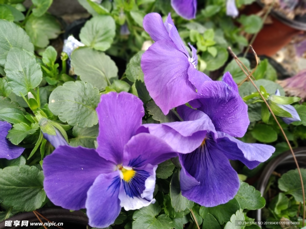 鲜花花朵花卉