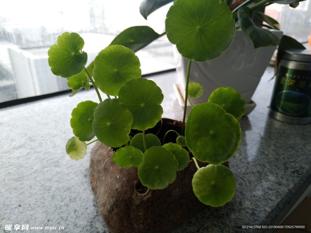 绿植绿叶树叶