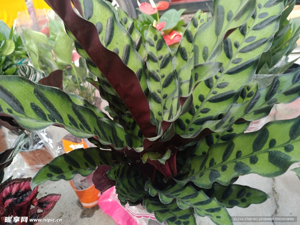 绿植绿叶树叶