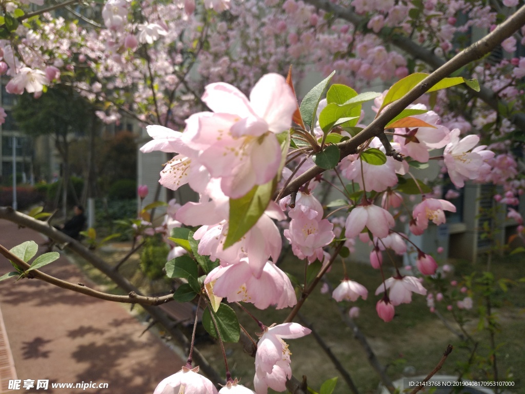 海棠花花卉