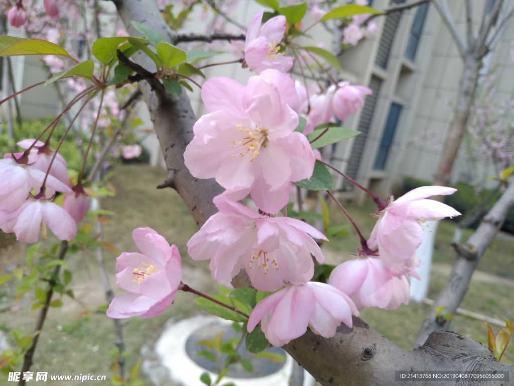 海棠花花卉