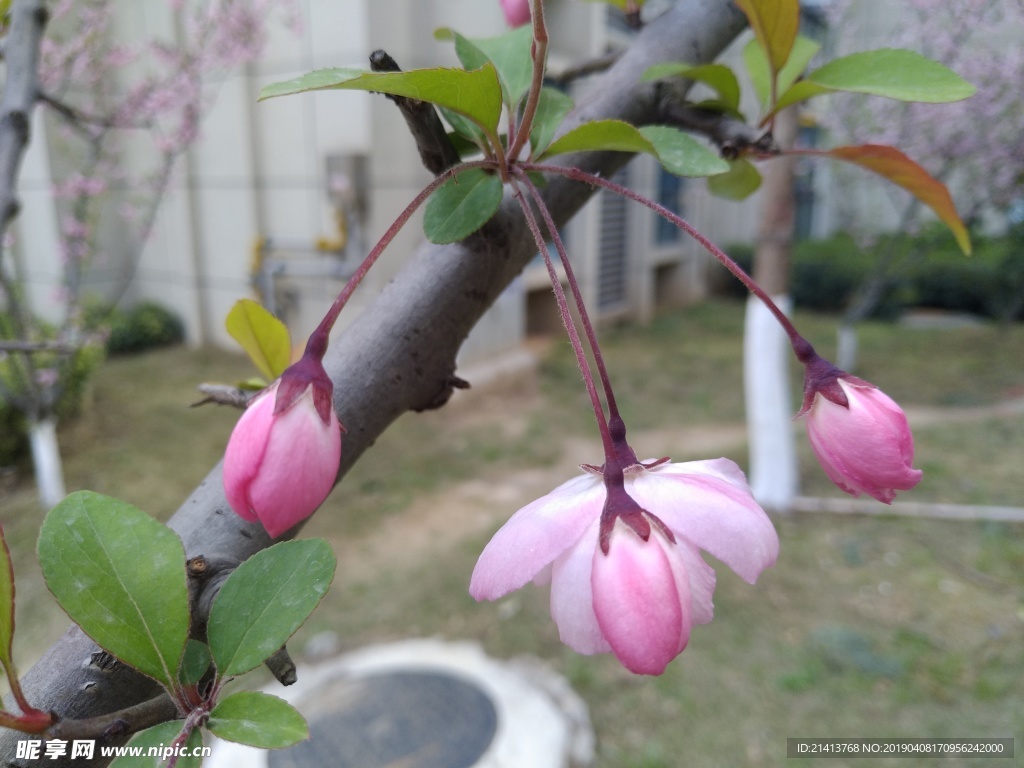 海棠花花卉