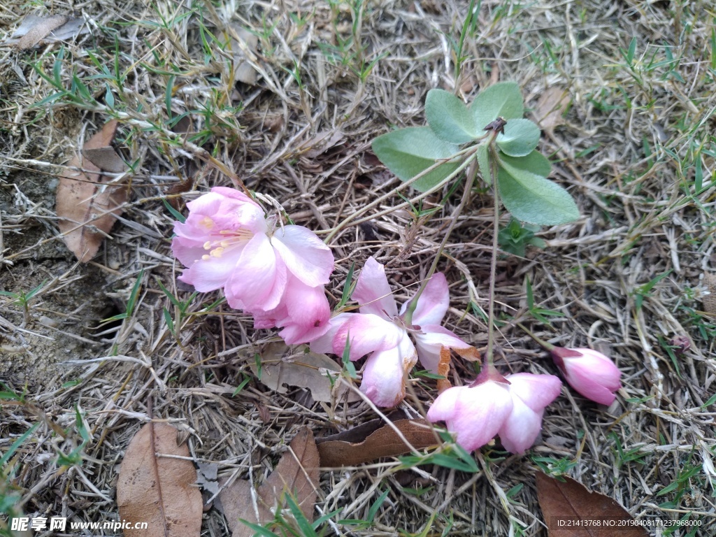 海棠花花卉