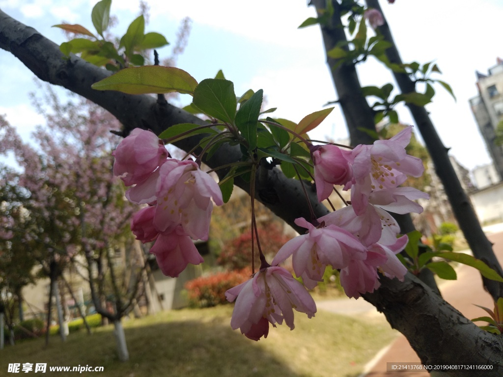 海棠花花卉