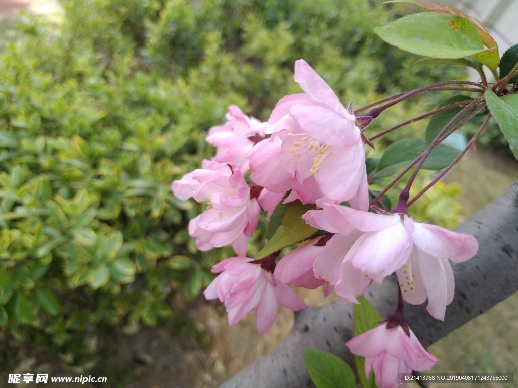 海棠花花卉