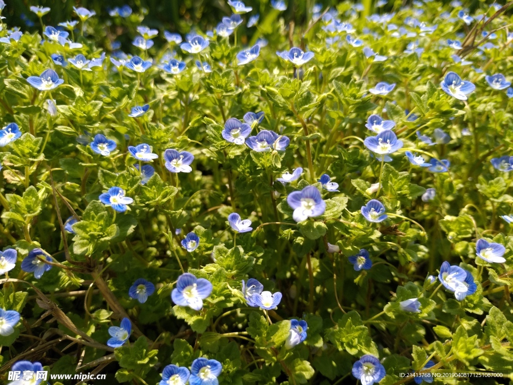 鲜花花朵花卉