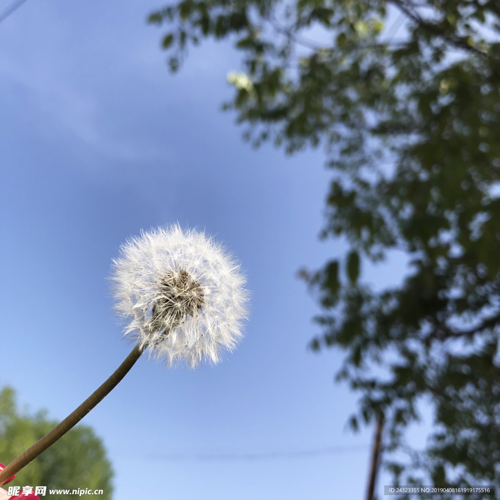蒲公英