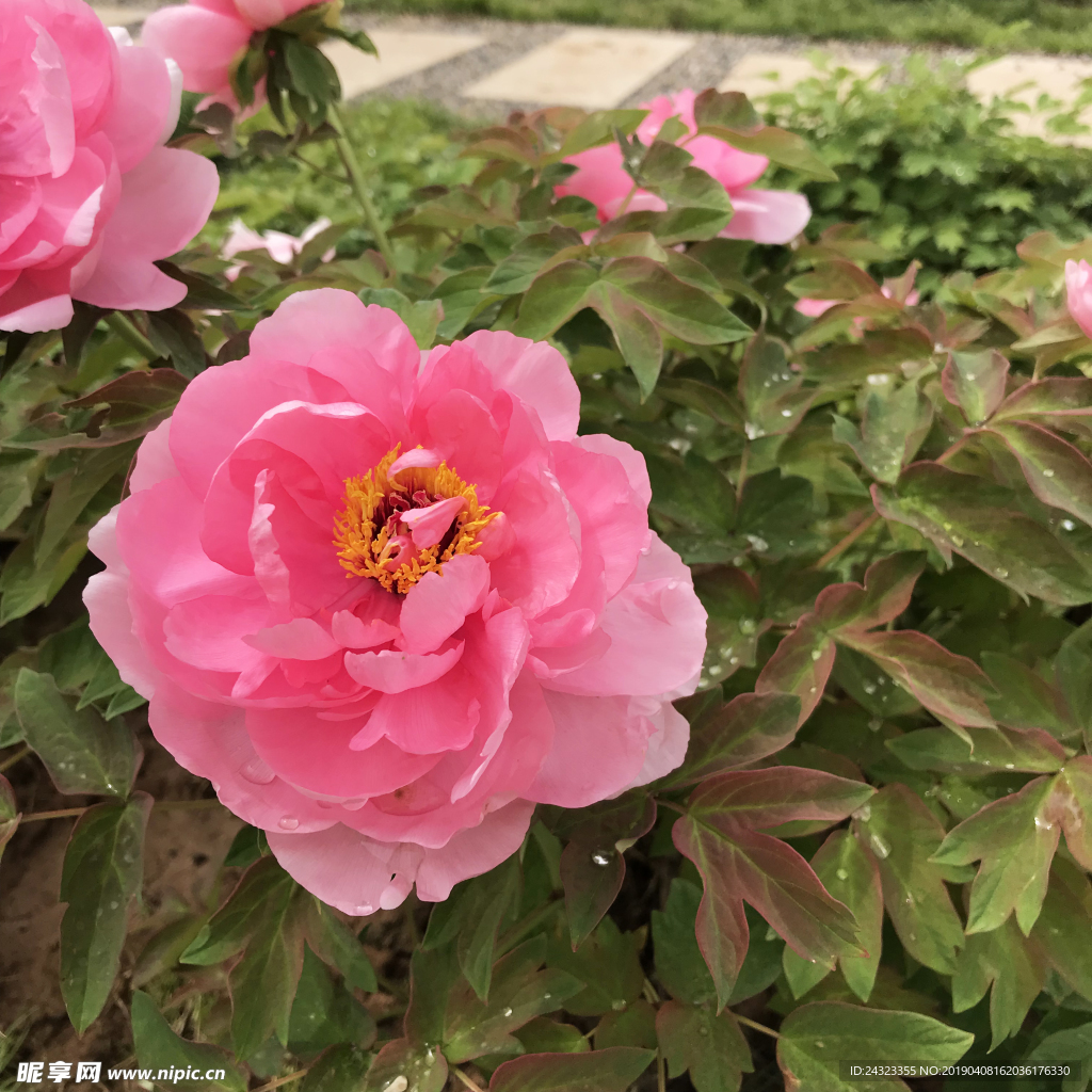 牡丹花