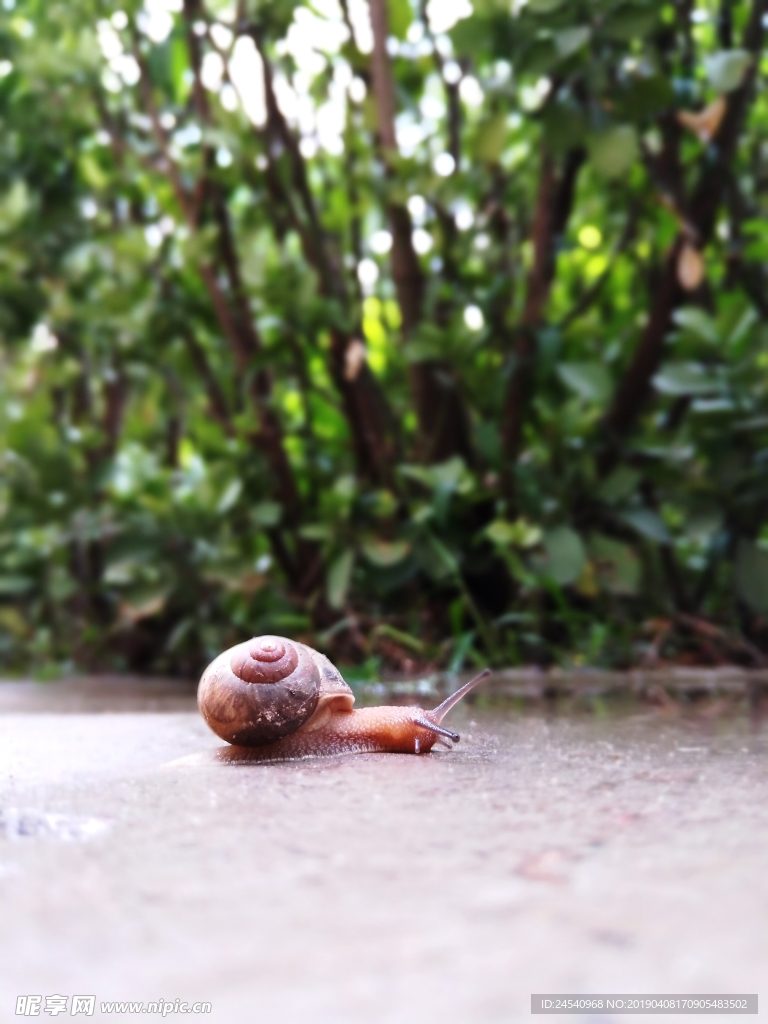 蜗牛
