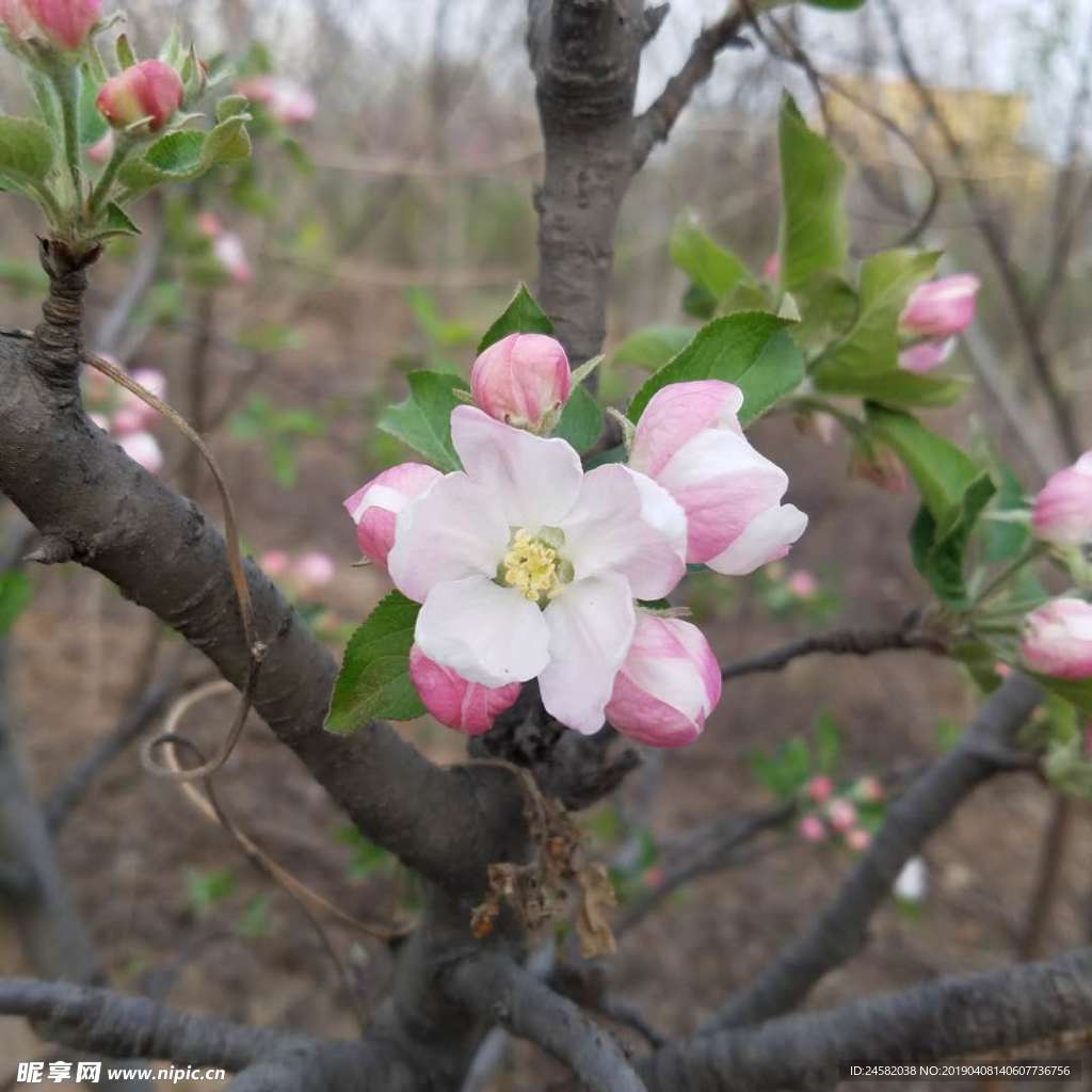 苹果花