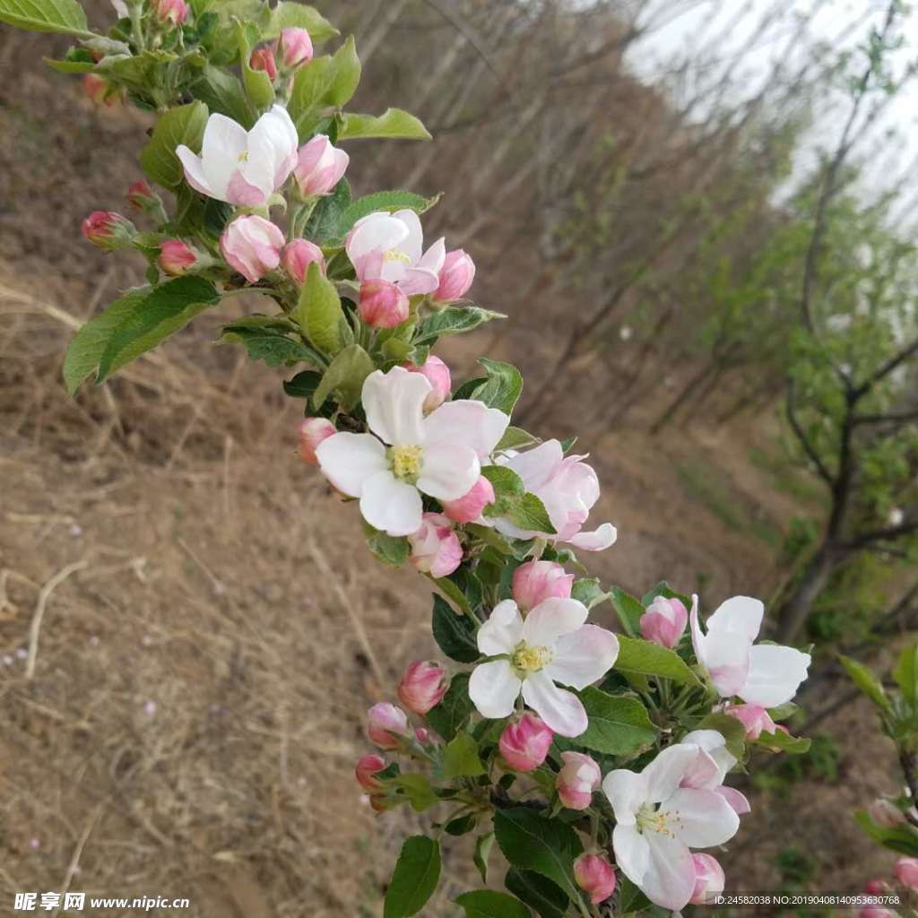 花  苹果花