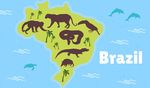 巴西动物地区