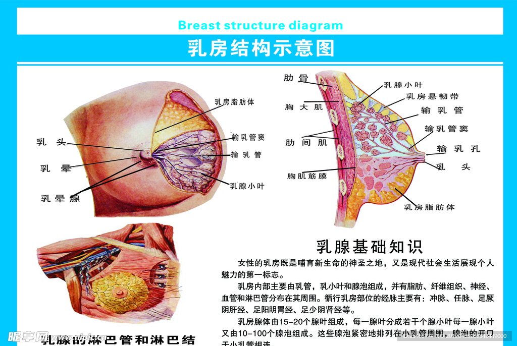 乳房结构