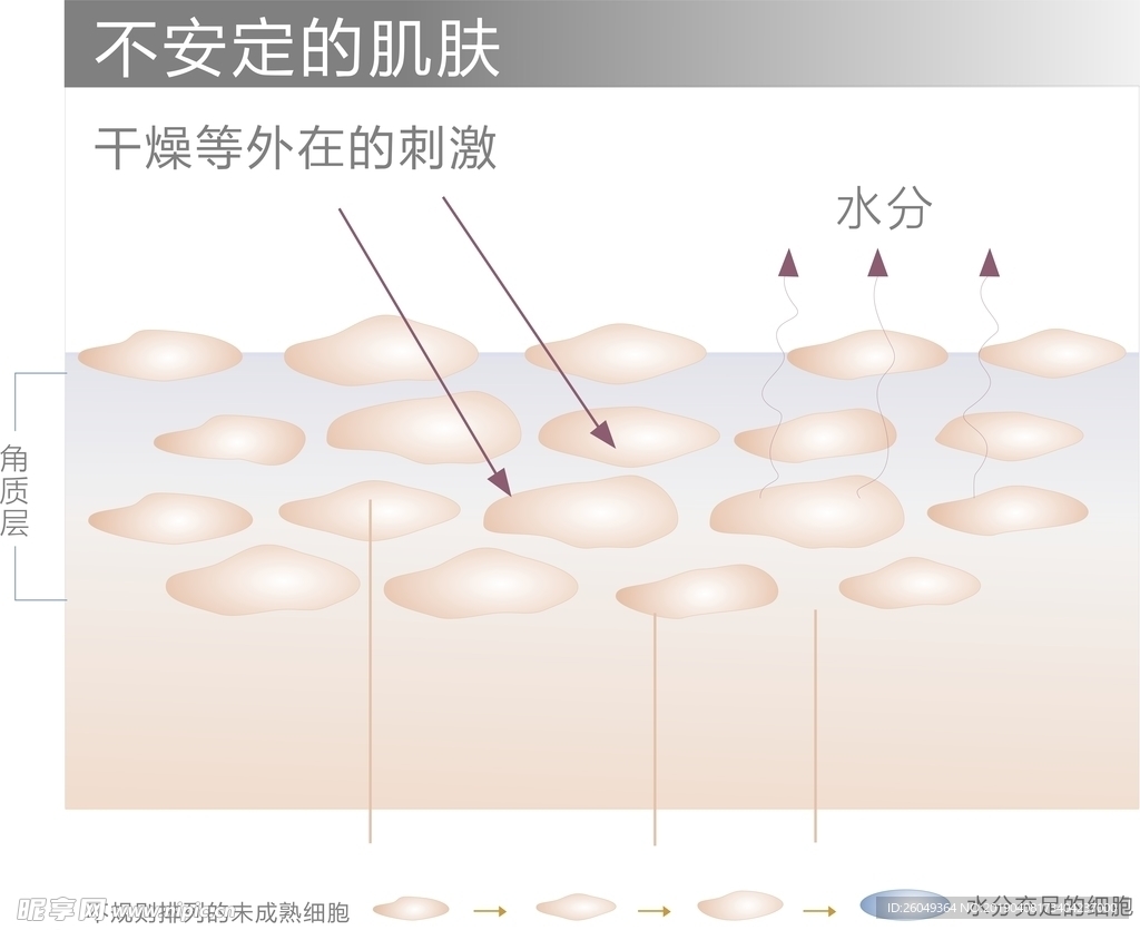 肌肤细胞