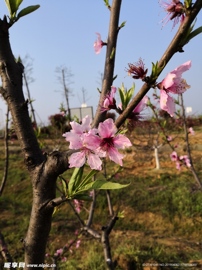 桃花开