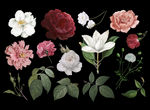 手绘写实鲜花花卉插画设计