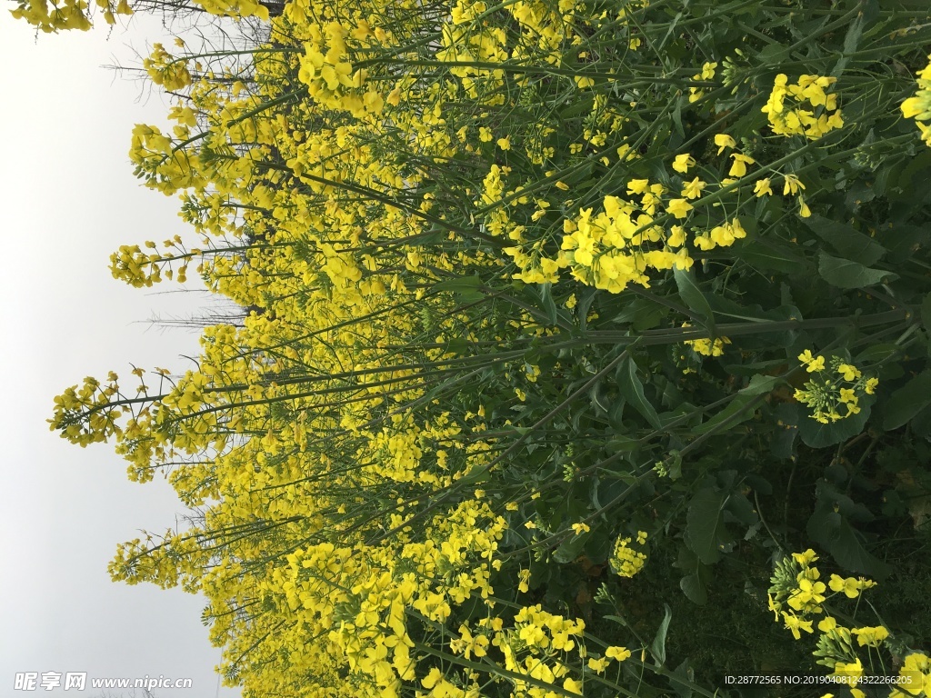 油菜花