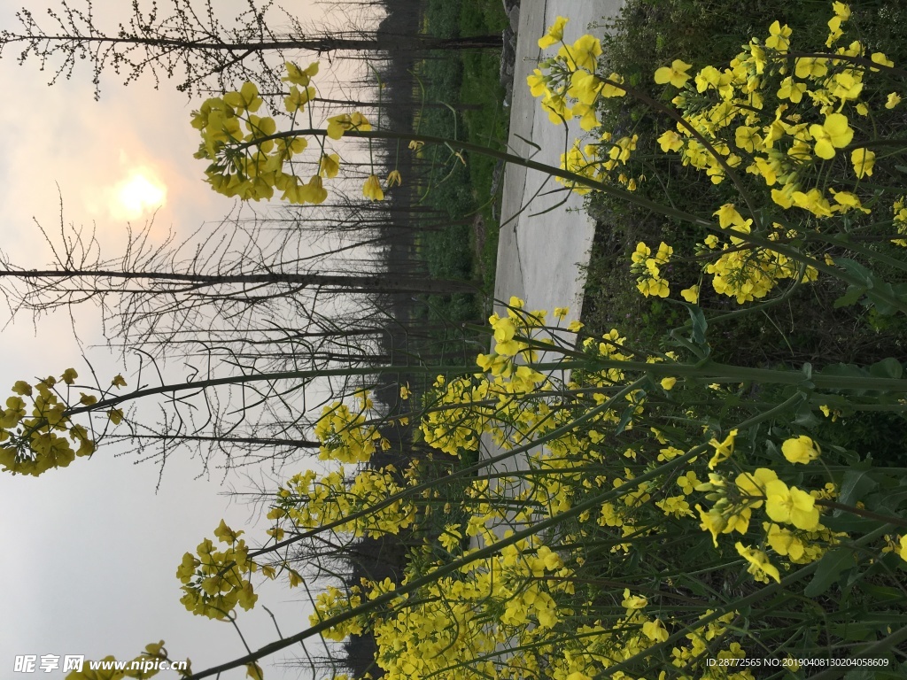 黄昏油菜花