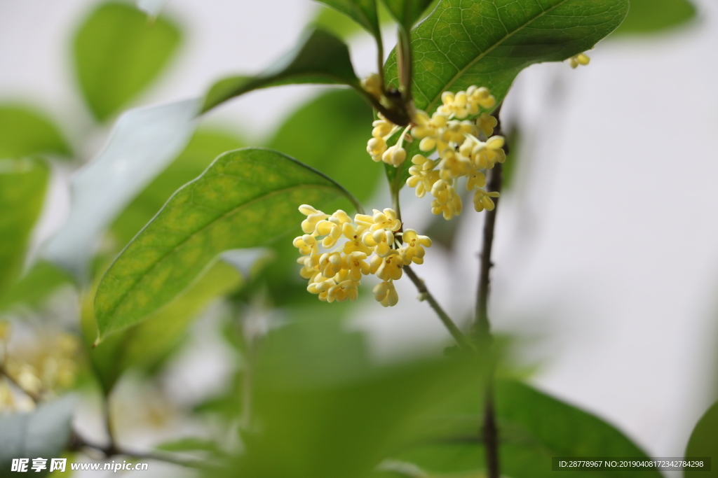 桂花