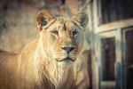 狮子 动物园里的狮子
