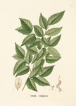 欧式美式手绘植物插画图片