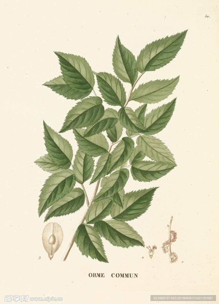 欧式美式手绘植物插画图片