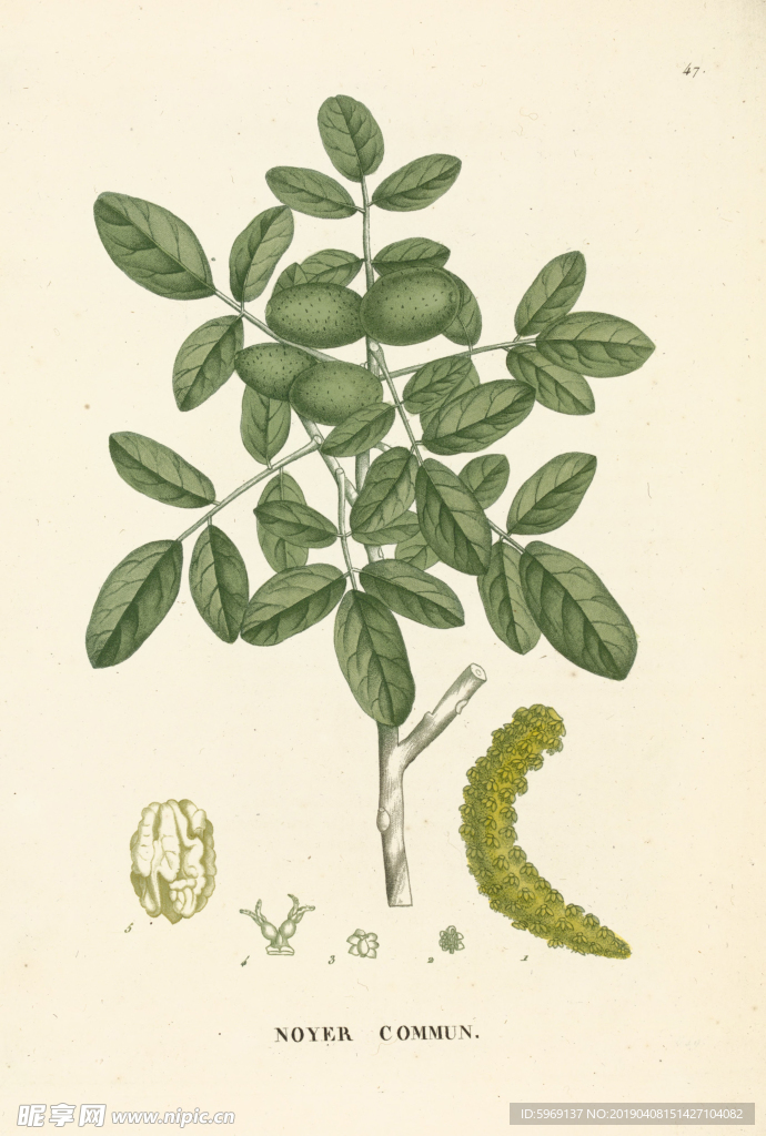 欧式美式手绘植物插画图片