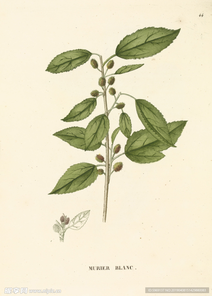 欧式美式手绘植物插画图片