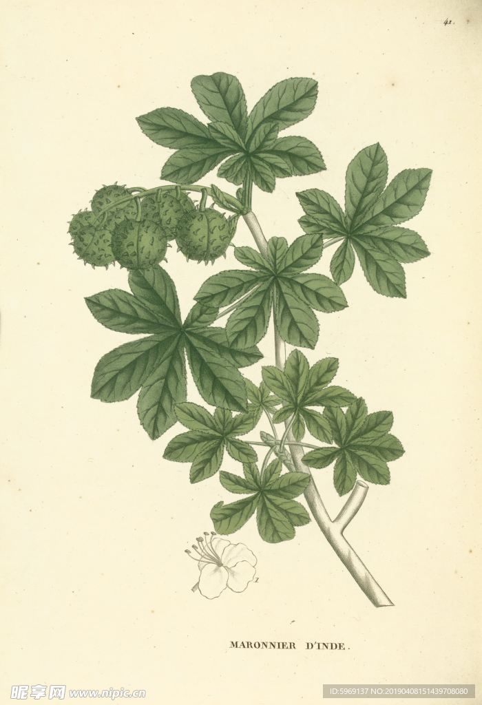 欧式美式手绘植物插画图片