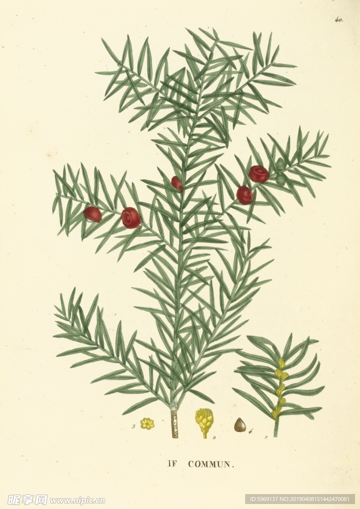 欧式美式手绘植物插画图片