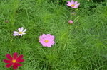 粉红小花在绿草丛中