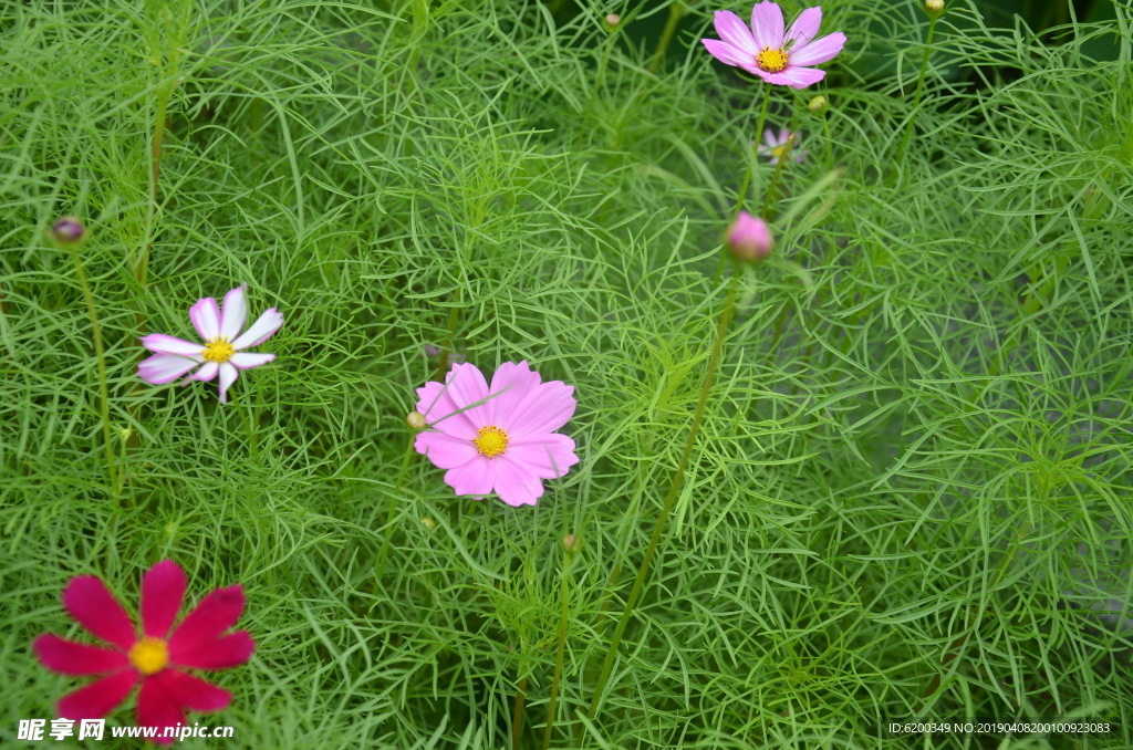 粉红小花在绿草丛中