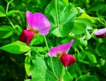 豌豆花